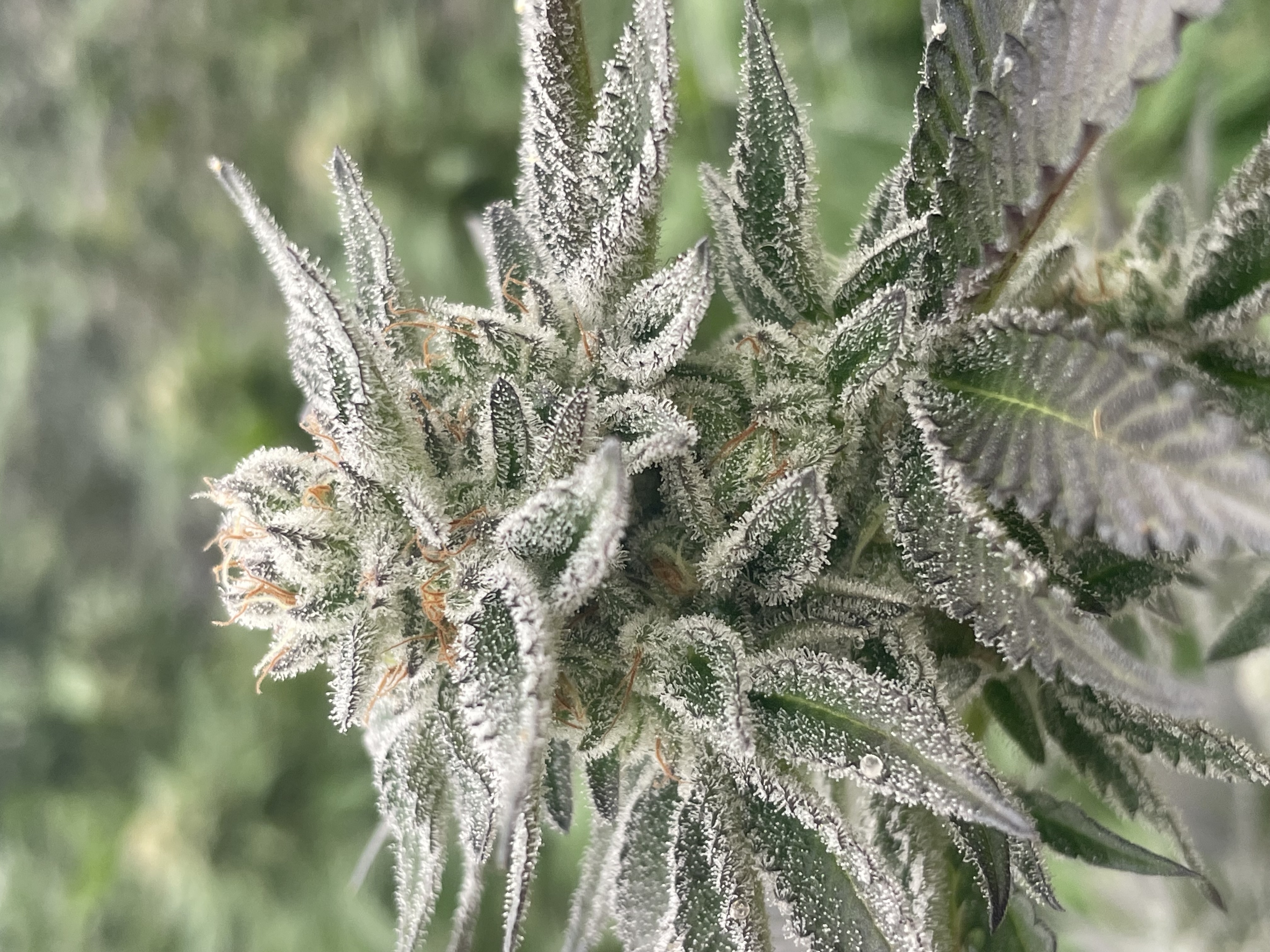 Crystal-covered flower