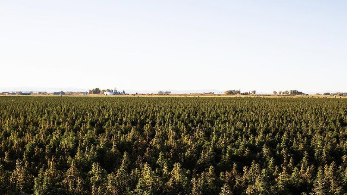 Hemp farm panoramic